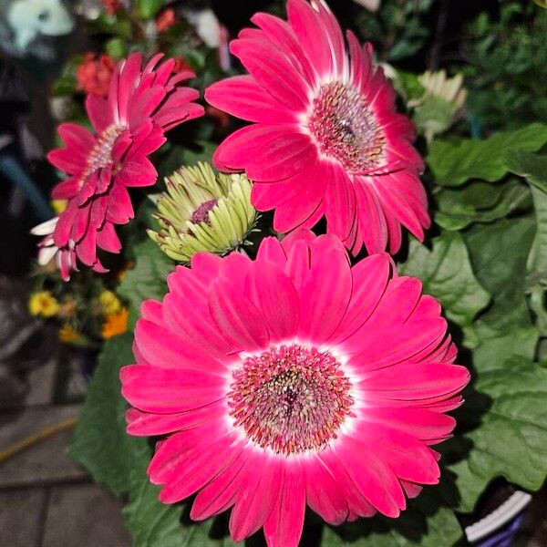 Gerbera spp. Flower