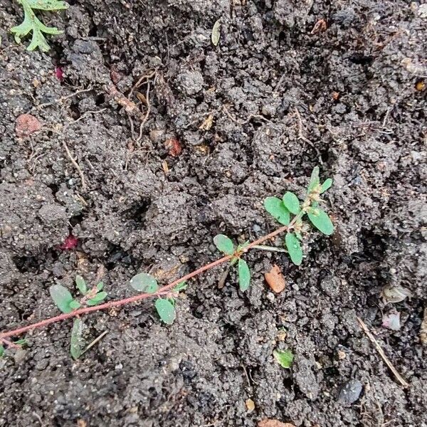 Euphorbia prostrata Leaf