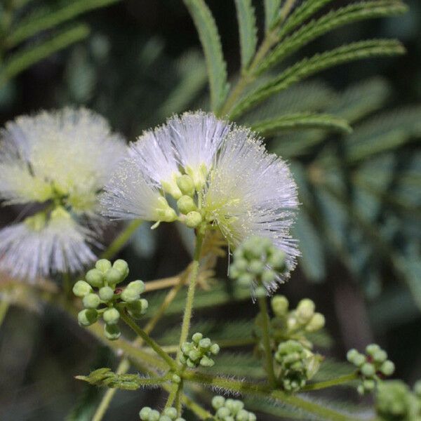 Acacia angustissima Flower