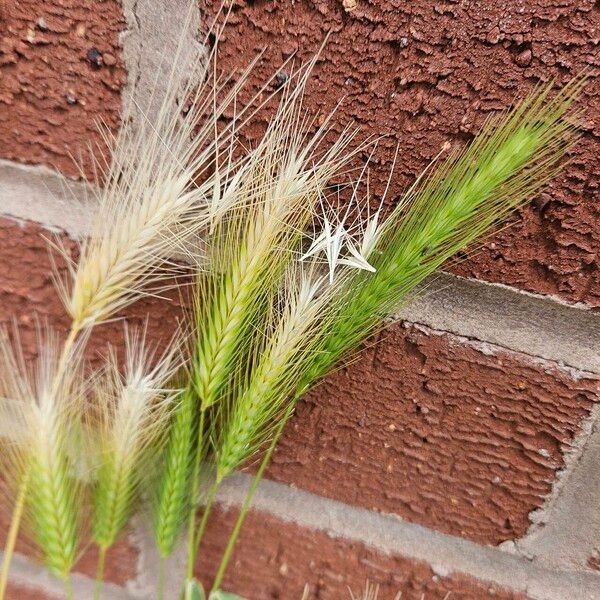 Hordeum murinum Fruit