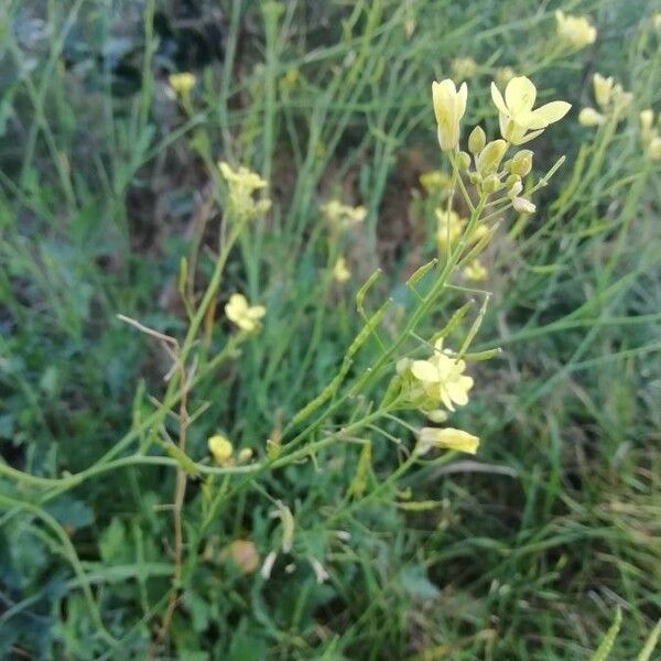 Rhamphospermum nigrum Flower