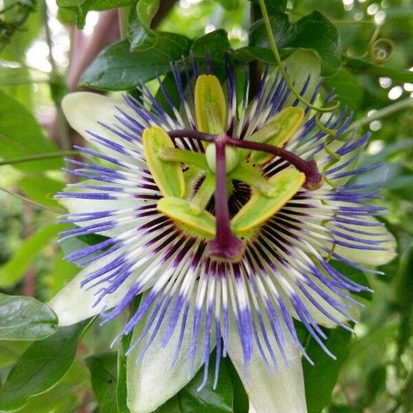 Passiflora caerulea Kwiat