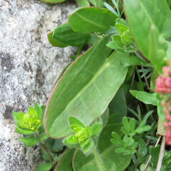 Rumex acetosa Leaf