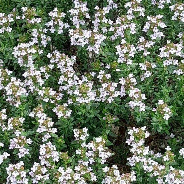 Thymus vulgaris Habitus