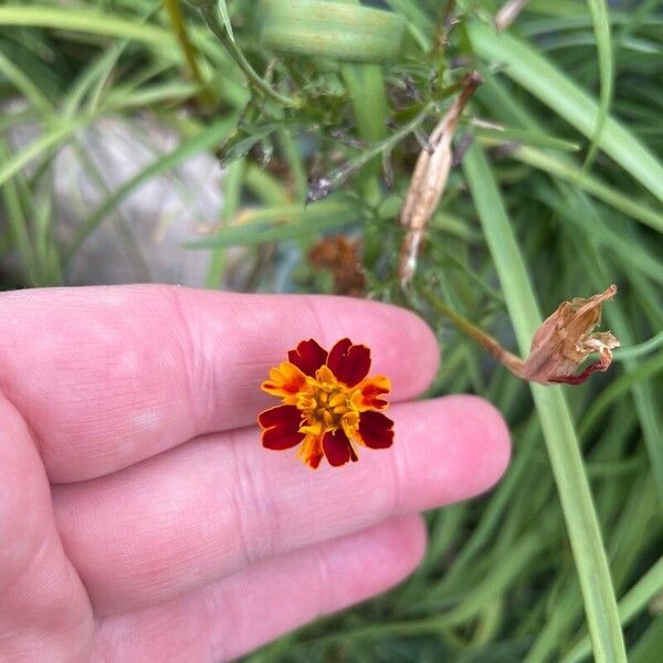 Tagetes tenuifolia Lorea