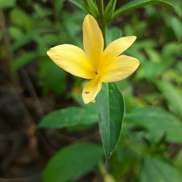 Barleria prionitis Cvet