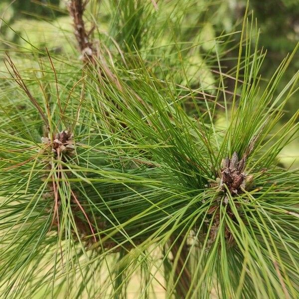 Pinus leiophylla Folio