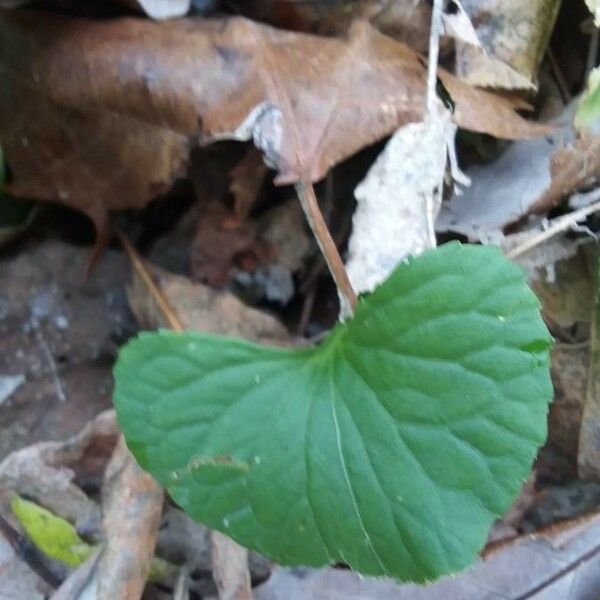 Viola pubescens ᱥᱟᱠᱟᱢ