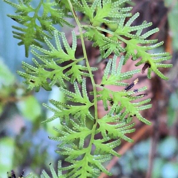 Lygodium japonicum पत्ता