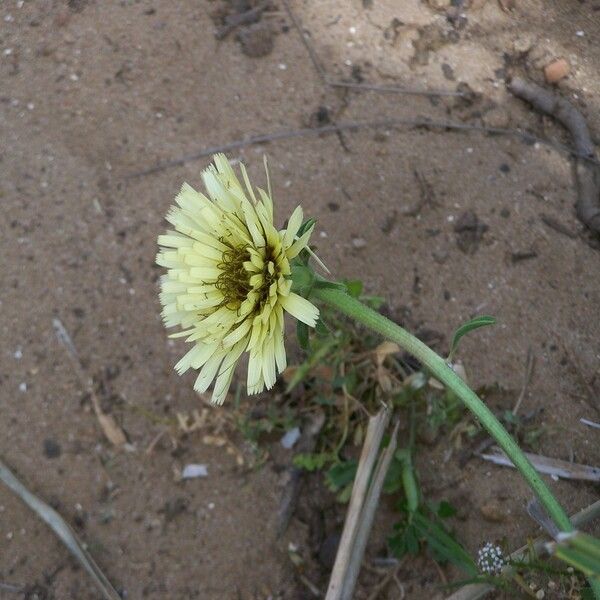 Picris asplenioides Flower