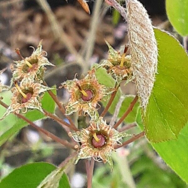 Amelanchier × lamarckii Kvet
