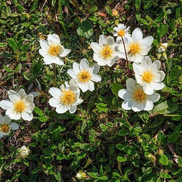 Dryas octopetala Habitat