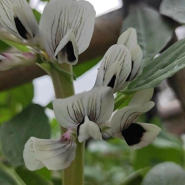 Vicia faba Blomst