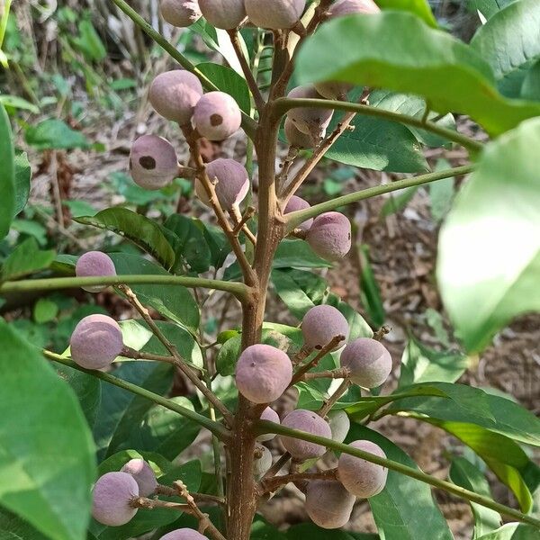 Trichilia monadelpha Плод