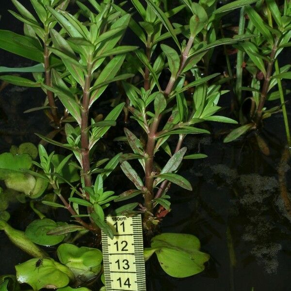 Rotala ramosior Sonstige