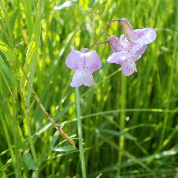 Lathyrus palustris Fiore