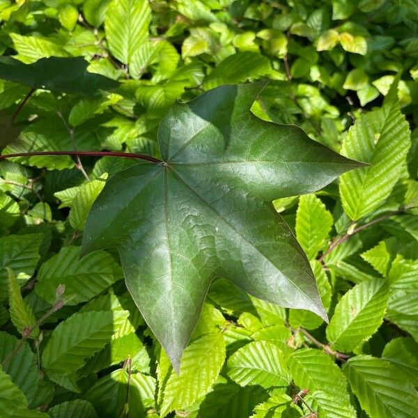 Acer cappadocicum Лист