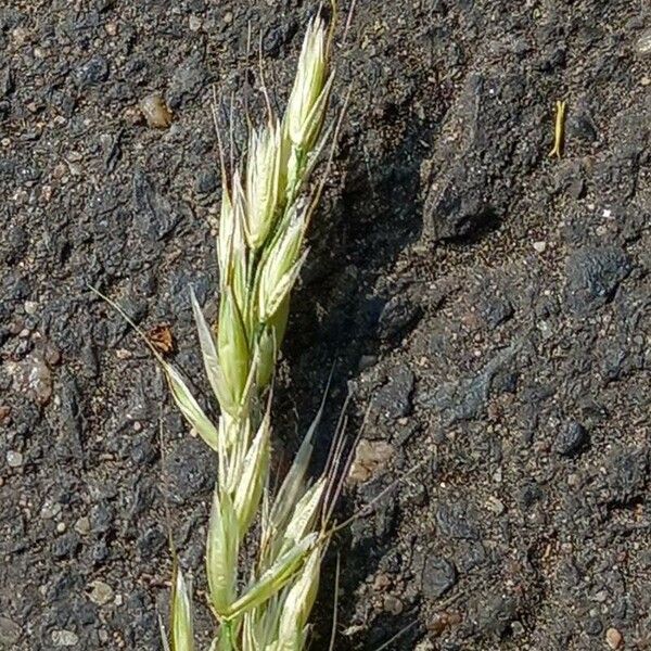 Lolium pratense Flor