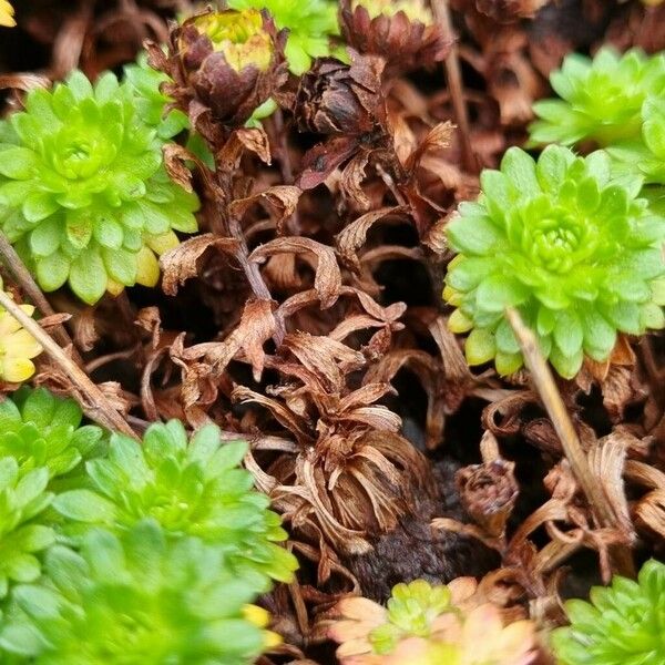 Saxifraga rosacea Escorça