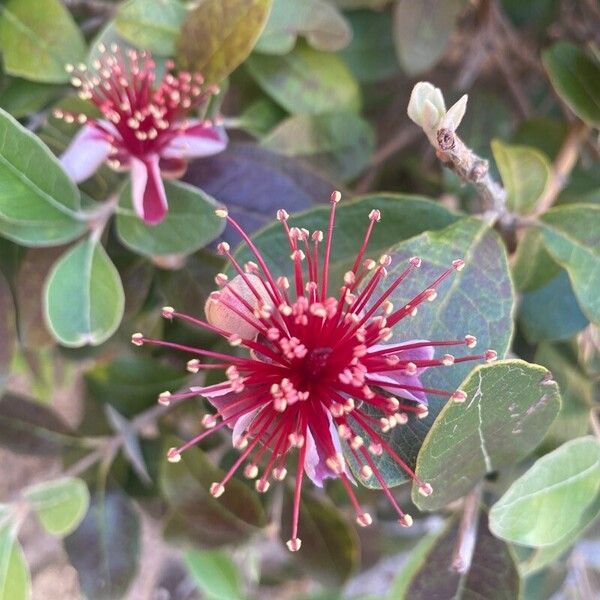 Feijoa sellowiana Kukka