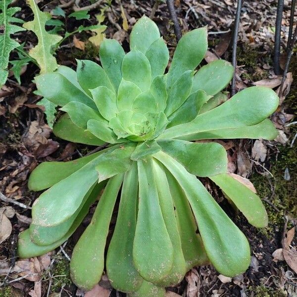 Aeonium cuneatum Leaf