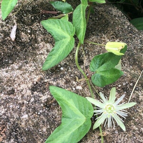 Passiflora capsularis Blad