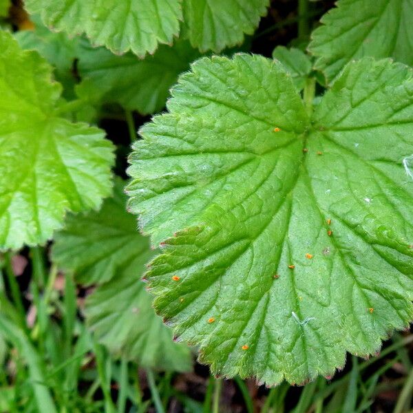 Geum sylvaticum Leaf