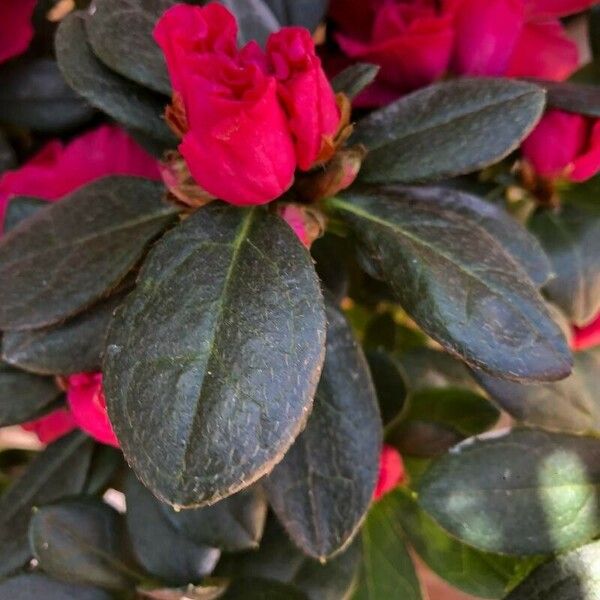 Rhododendron simsii Fleur