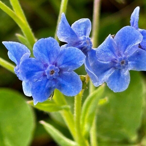 Cynoglossum amabile Blomma