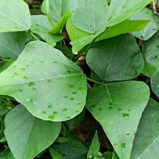 Pueraria montana Folla