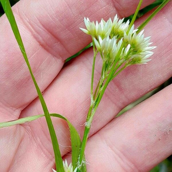 Luzula luzuloides Flower