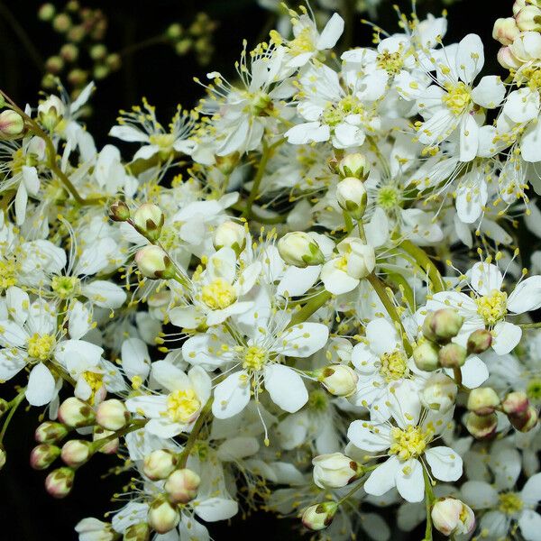 Filipendula vulgaris Flower