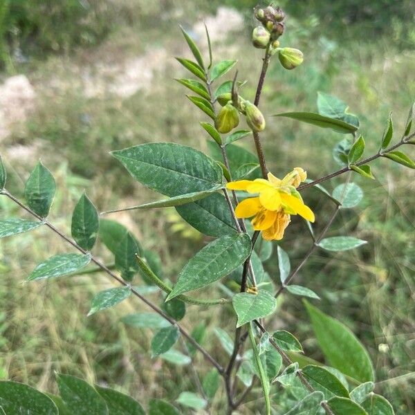 Senna occidentalis Цветок