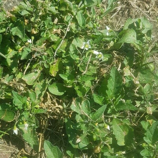 Solanum villosum Flower