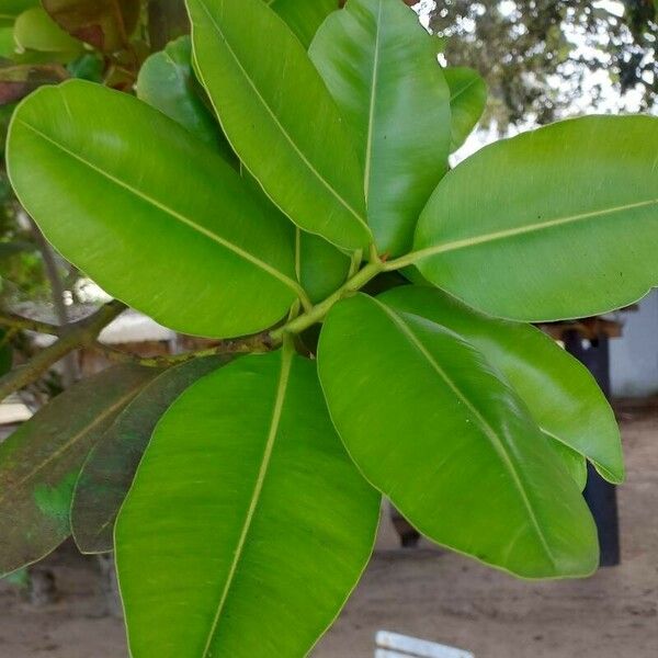 Calophyllum inophyllum Φύλλο