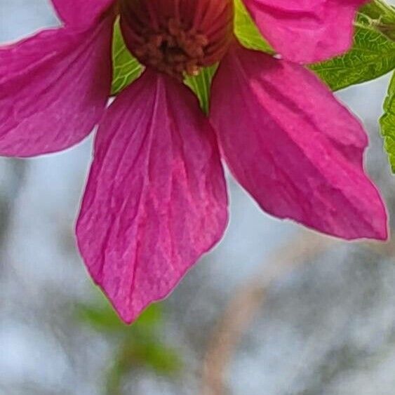 Rubus spectabilis Flower