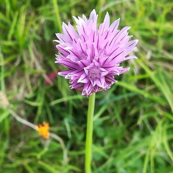 Allium schoenoprasum 花