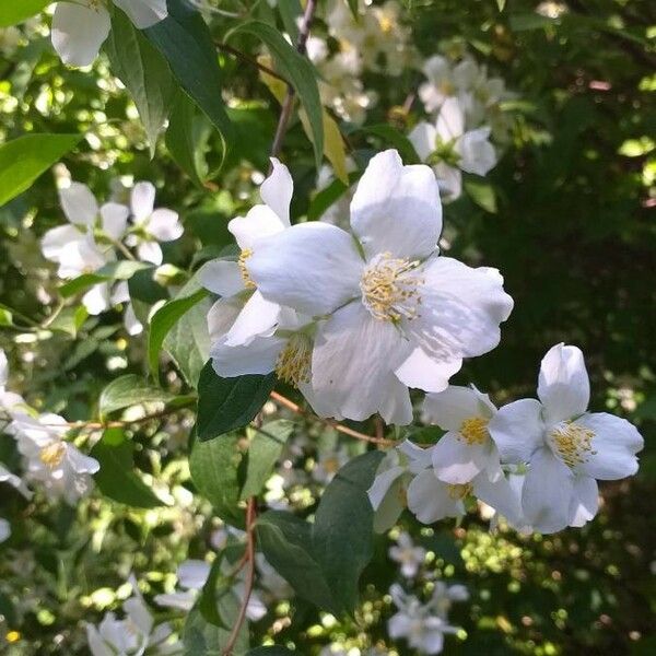 Philadelphus coronarius Flower