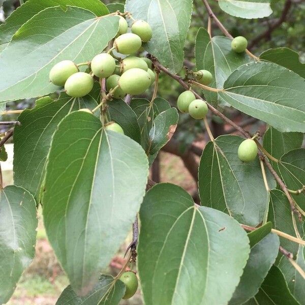 Ziziphus mucronata برگ