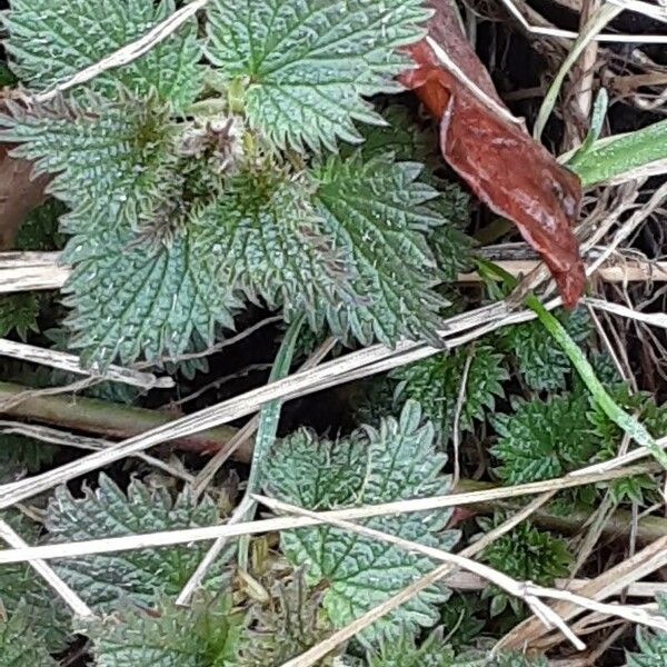 Urtica urens Habitus