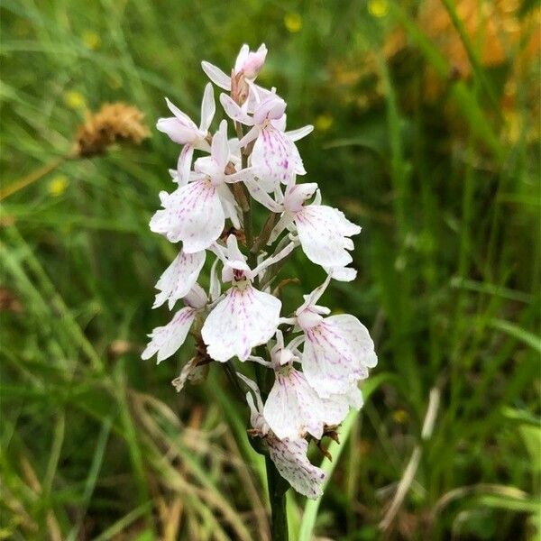 Dactylorhiza maculata Flower