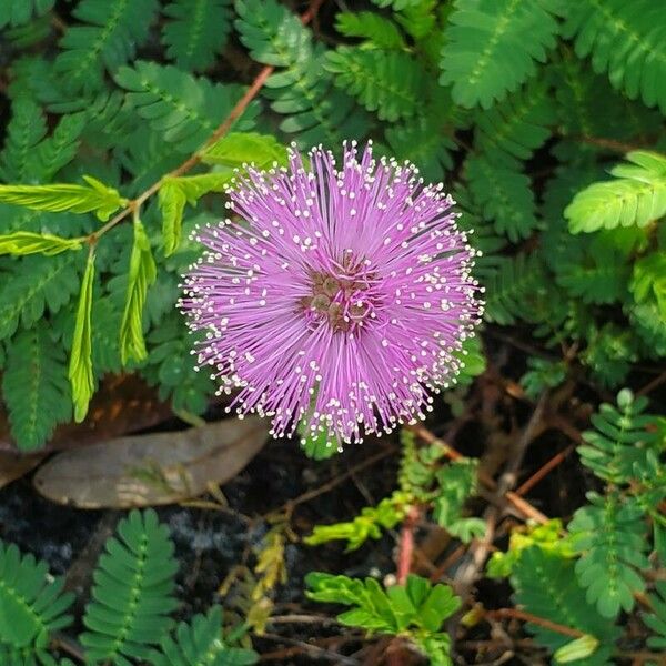 Mimosa quadrivalvis Flower