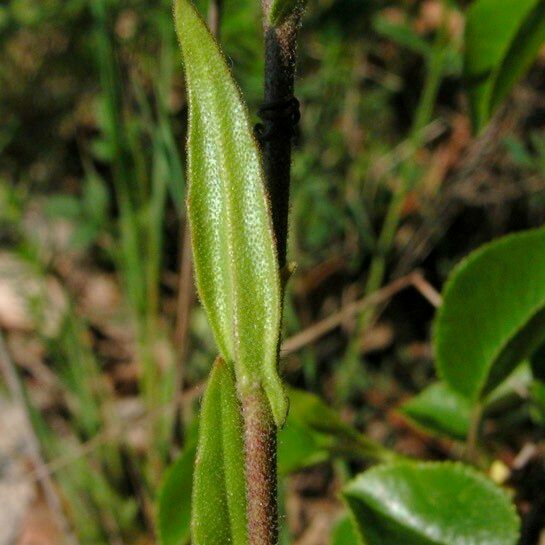 Neslia paniculata ഇല