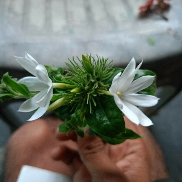 Jasminum multiflorum Flower