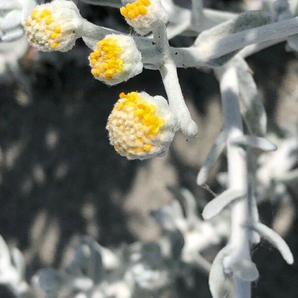 Achillea maritima പുഷ്പം