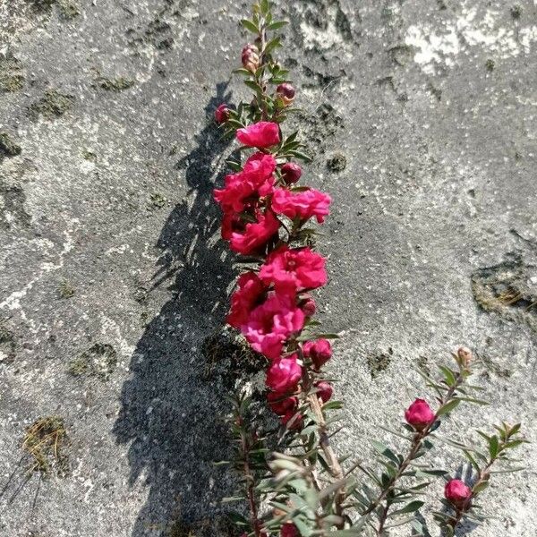 Leptospermum scoparium Flor