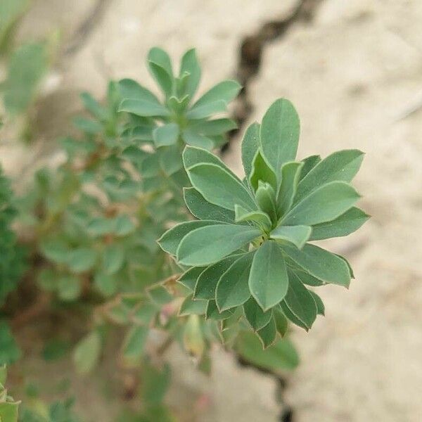 Euphorbia falcata Leaf