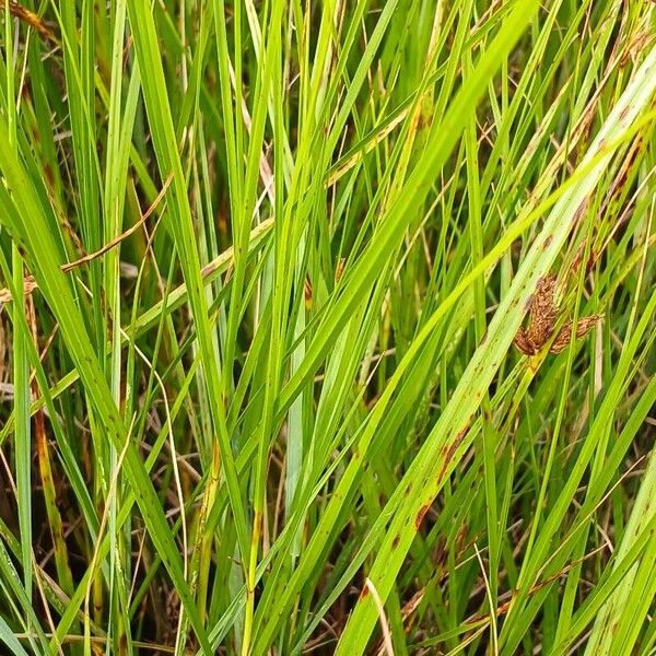 Bolboschoenus maritimus Blad