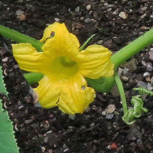 Cucumis melo Flower