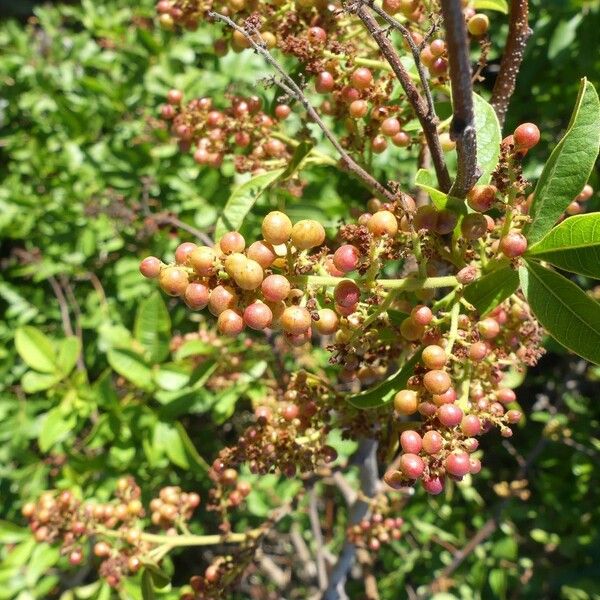 Searsia longipes Fruit